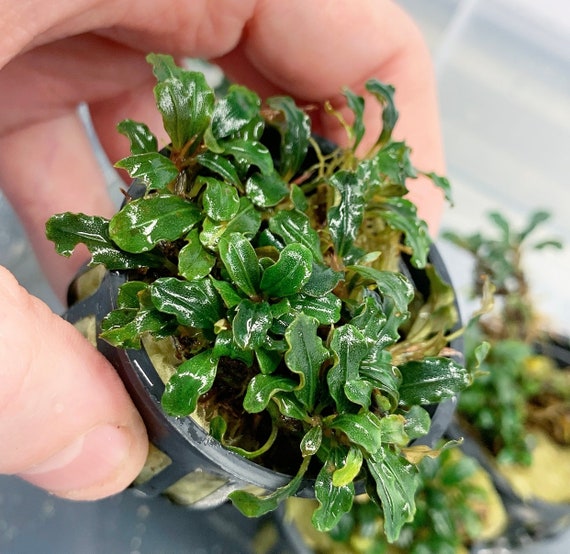 Bucephalandra 4 Pack Assorted Pots - Buce Live Aquarium Plant