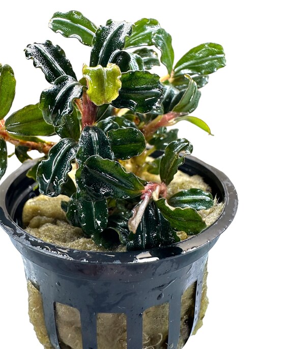 水草 Bucephalandra sp. Amanda Bucephalandra Amanda – Chichi's Planted Dreams