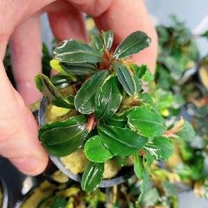 Bucephalandra 4 pack Assorted Pots Buce Live Aquarium Plant AquaScape Hardy Plant image 6