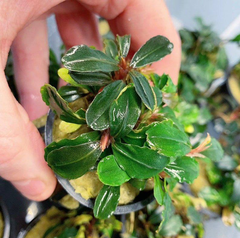 Bucephalandra 4 pack Assorted Pots Buce Live Aquarium Plant AquaScape Hardy Plant image 6