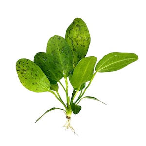 Green Ozelot Sword (Echinodorus sp.) - BUY3GET1FREE - Live Aquarium Plant