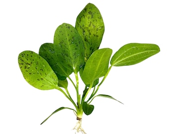 May include: A green aquarium plant with spotted leaves and a root system.