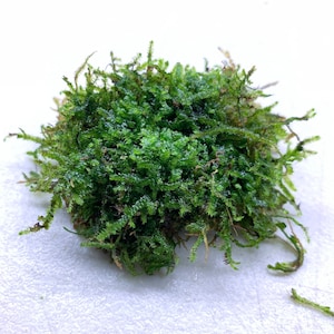 Christmas Moss BUY 3 GET 1 FREE (Vesicularia Montagnei) - Live Foreground Plant Moss