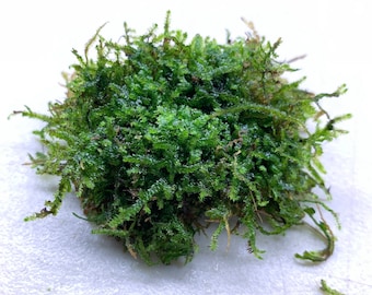 Christmas Moss BUY 3 GET 1 FREE (Vesicularia Montagnei) - Live Foreground Plant Moss