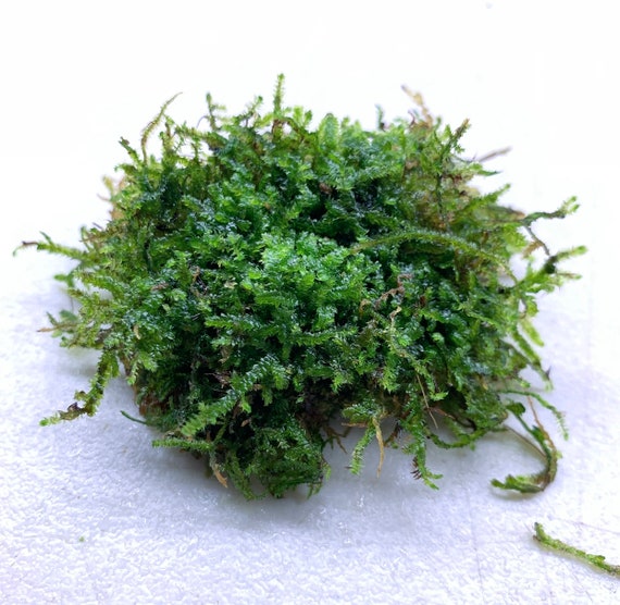 Christmas Moss BUY 3 GET 1 FREE vesicularia Montagnei Live Foreground Plant  Moss 