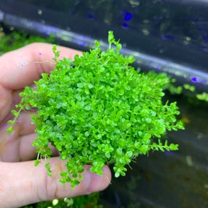 Dwarf Baby Tears Pot Hemianthus Callitrichoides BUY3GET1FREE Live Foreground Plant image 1