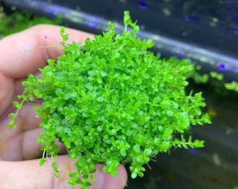 Dwarf Baby Tears Pot (Hemianthus Callitrichoides) BUY3GET1FREE - Live Foreground Plant