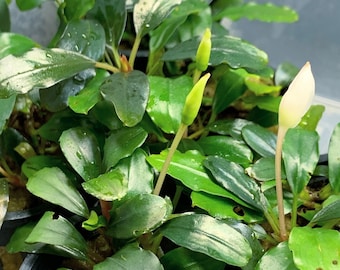 Brownie Neo Bucephalandra Pot - Buce Live Aquarium Plant AquaScape Hardy Plant