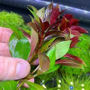 6 Premium Red Plants Assorted 30stems Live Aquarium RED Plants image 7