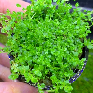 PEARL WEED Micranthemum Micranthemoides POTTED Live Foreground Plant image 1