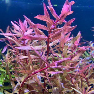 6 Premium Red Plants Assorted 30stems Live Aquarium RED Plants image 8