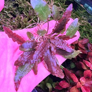 Puede incluir: Primer plano de una planta acu&aacute;tica de color rojo y verde vibrante con hojas rizadas. La planta se sostiene en una mano, mostrando su textura delicada y su coloraci&oacute;n &uacute;nica.