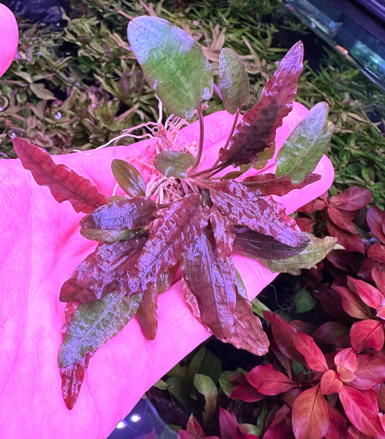 Puede incluir: Primer plano de una planta acu&aacute;tica de color rojo y verde vibrante con hojas rizadas. La planta se sostiene en una mano, mostrando su textura delicada y su coloraci&oacute;n &uacute;nica.