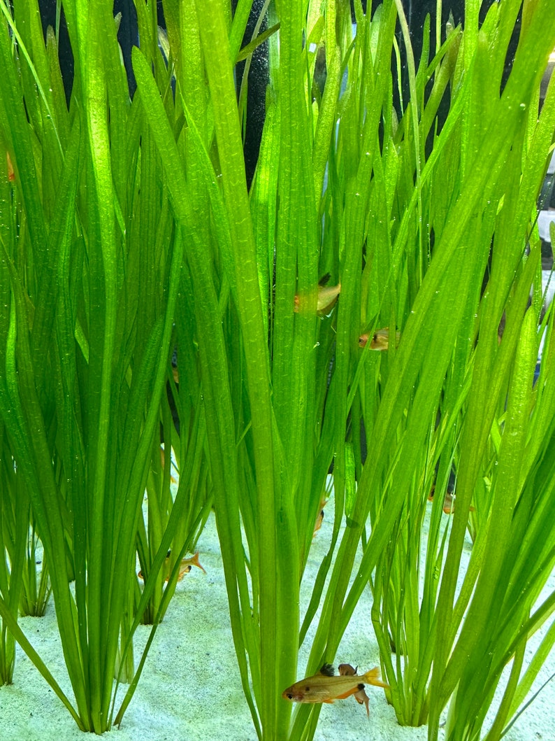 Vallisneria Spiralis BUY3GET1FREE Live Aquarium Plant AquaScape image 3