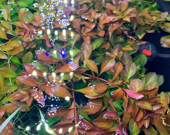 Ludwigia Palustris x6 (Quantity Discount) Live Red Aquarium Plant