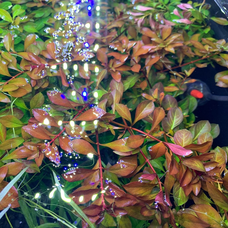 LUDWIGIA PALUSTRIS BUY3GET1FREE Live Red Aquarium Plant image 4