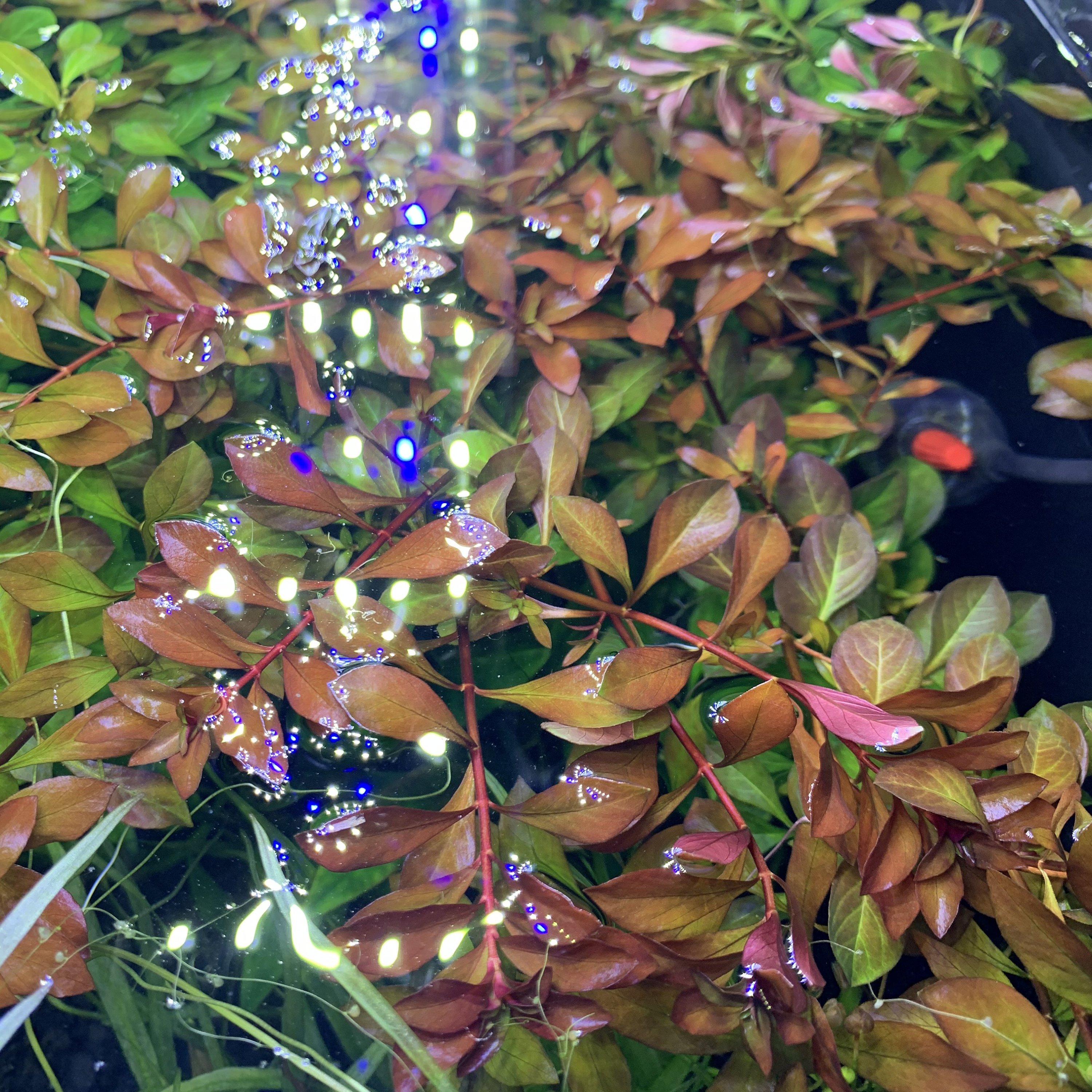 Ludwigia Palustris: 6 Live Red Aquarium Plant Bunches, image size:3000x3000