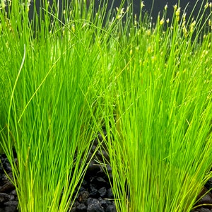 Dwarf Hairgrass Eleocharis Parvula BUY3GET1FREE Live Plant image 5