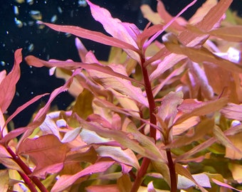 Ammania Gracilis - BUY3GET1FREE - Live Aquarium RED Plant AquaScape