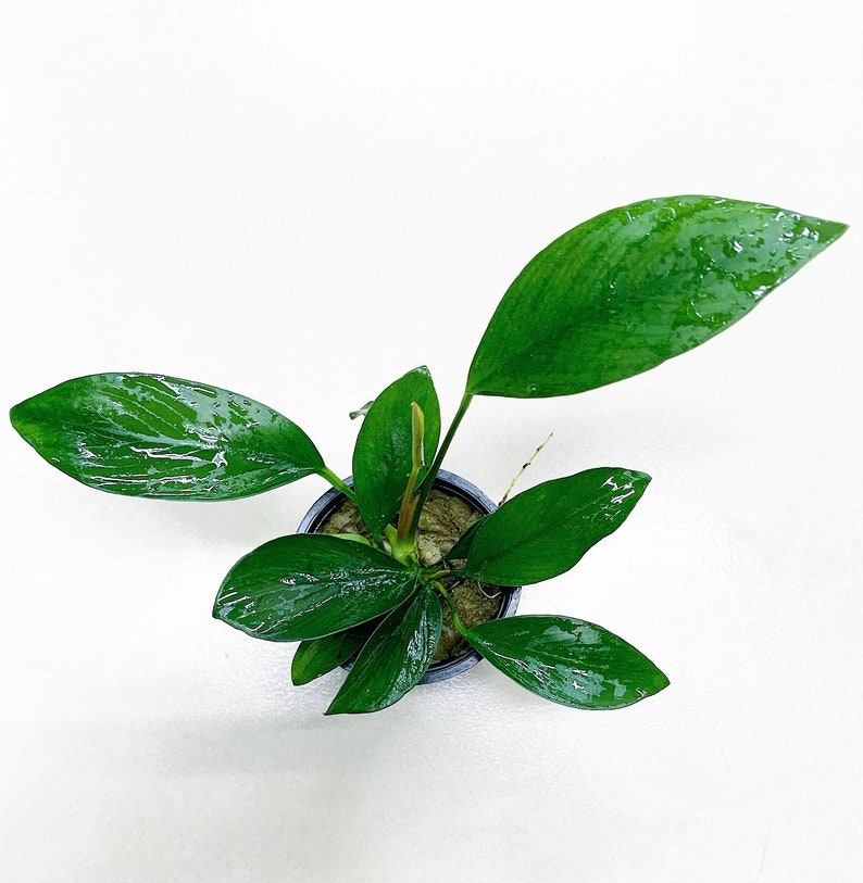 Anubias Nancon Potted BUY3GET1FREE Live Aquarium Plant AquaScape image 2