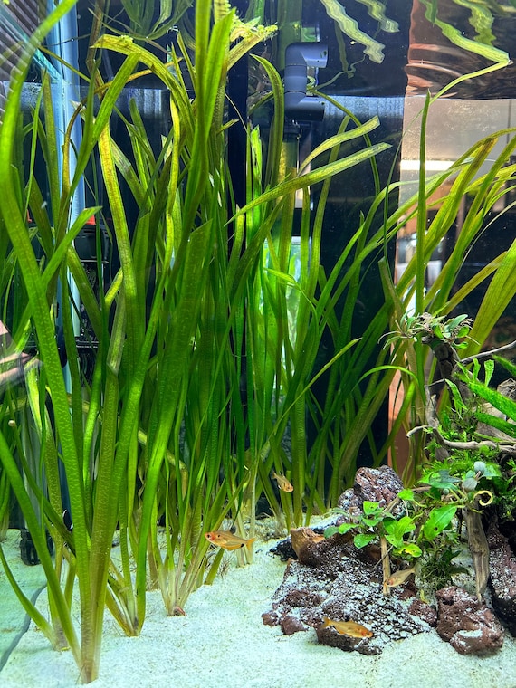 Vallisneria Jungle