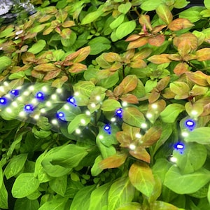 LUDWIGIA OVALIS - BUY3GET1FREE - Live Red Aquarium Plant