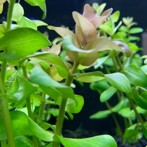 Bacopa Bacopa Caroliniana BUY3GET1FREE Live Aquarium Plant image 2