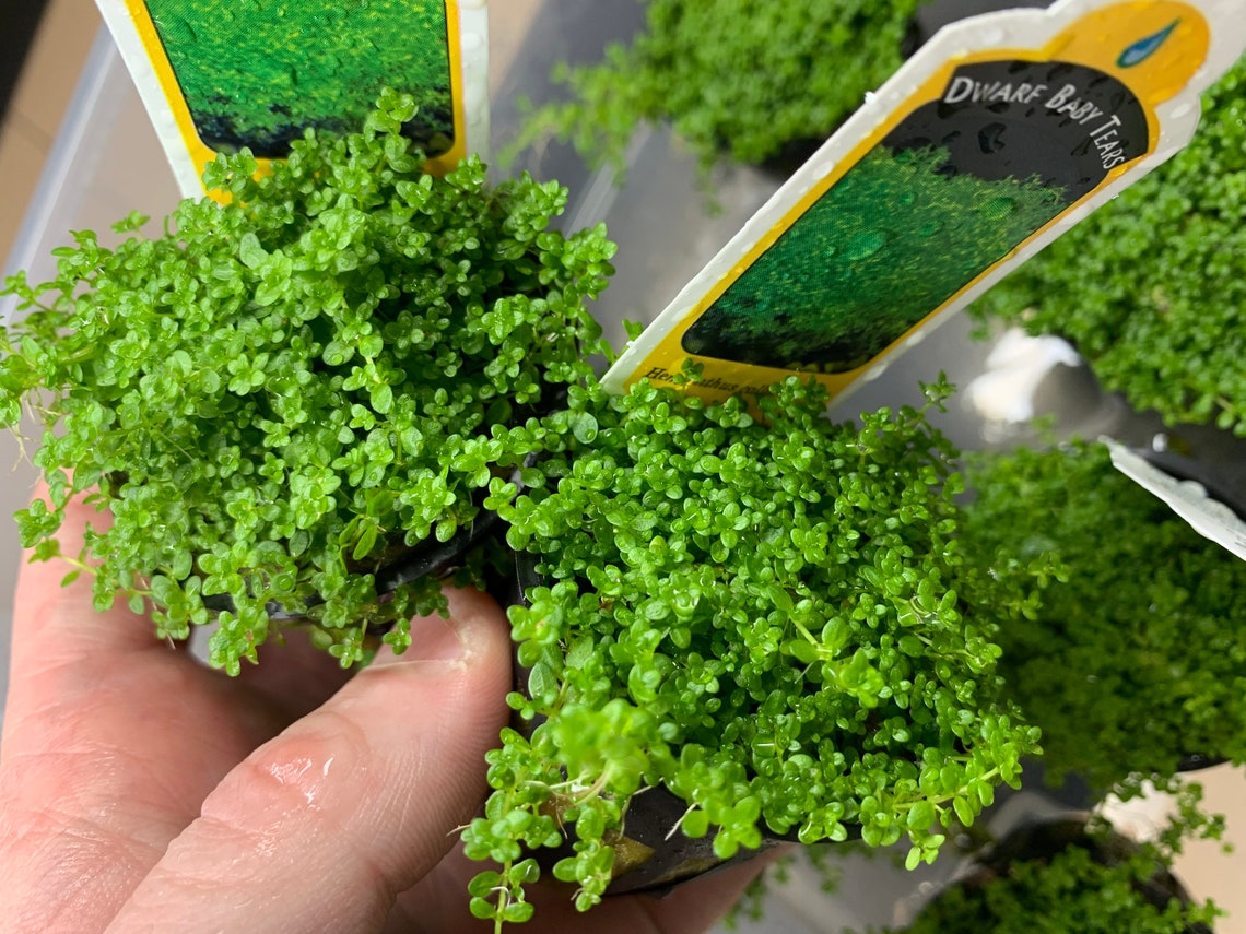 Aquarium Plants 3X Dwarf Baby Tears Hemianthus Callitrichoides Live ...