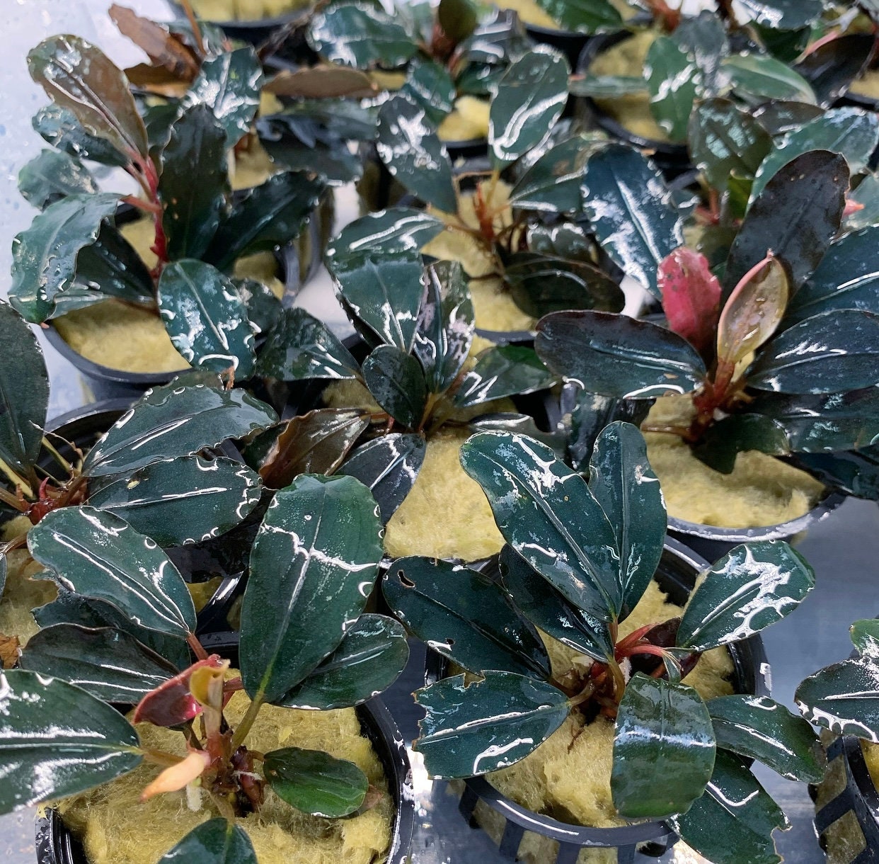 Bucephalandra 4 Pack Assorted Pots - Buce Live Aquarium Plant