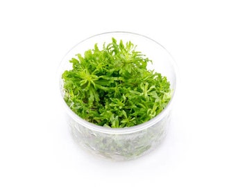 Pogostemon Helferi 'Downoi' Tissue Culture- Live Aquarium Plants Freshwater