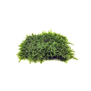 Christmas Moss MAT 3&quot;x3&quot; (Vesicularia Montagnei) - Live Foreground Plant Moss