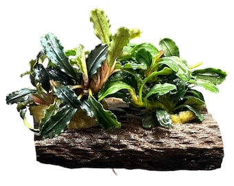 Bucephalandra on Driftwood - Buce Live Aquarium Plant AquaScape Hardy Plant