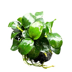 May include: A close-up of a green aquatic plant with round leaves. The plant is rooted in a black substrate and has long, thin stems.