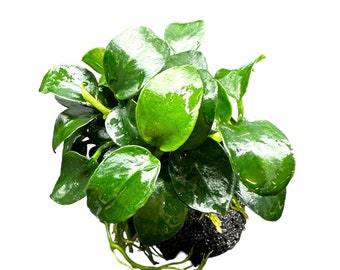 Anubias Nana Petite on Lava Rock - Live Aquarium Plant AquaScape
