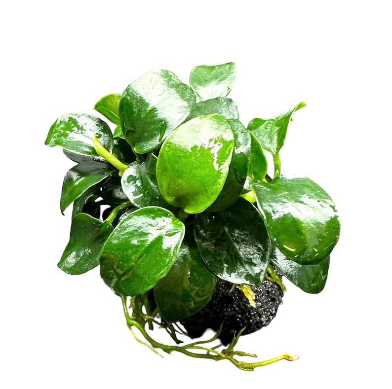 Anubias Nana Petite on Lava Rock Live Aquarium Plant AquaScape image 1