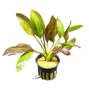 Red Flame Sword Plant (Echinodorus sp.) - BUY3GET1FREE - Live Aquarium Plant