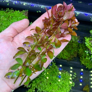 LUDWIGIA PALUSTRIS BUY3GET1FREE Live Red Aquarium Plant image 2