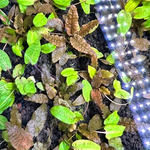 Puede incluir: Primer plano de una variedad de plantas acu&aacute;ticas verdes y marrones que crecen en un tanque. Las plantas est&aacute;n dispuestas en un grupo denso, con algunas hojas superpuestas. El fondo es un sustrato marr&oacute;n oscuro.