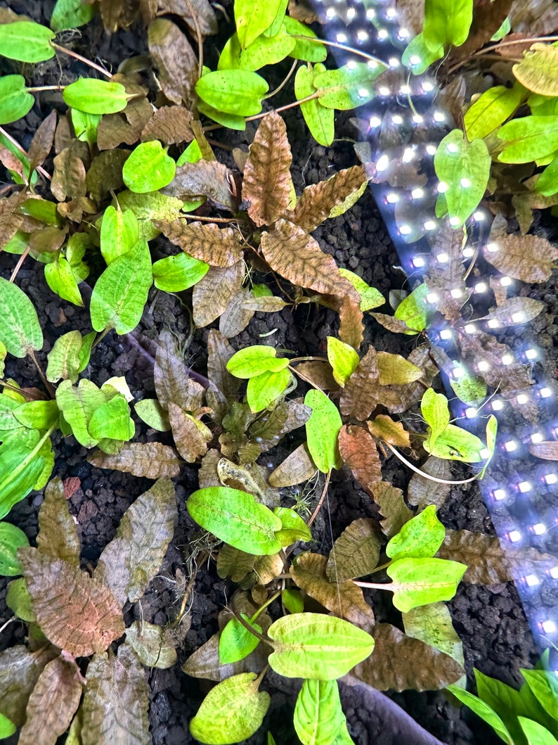Puede incluir: Primer plano de una variedad de plantas acu&aacute;ticas verdes y marrones que crecen en un tanque. Las plantas est&aacute;n dispuestas en un grupo denso, con algunas hojas superpuestas. El fondo es un sustrato marr&oacute;n oscuro.
