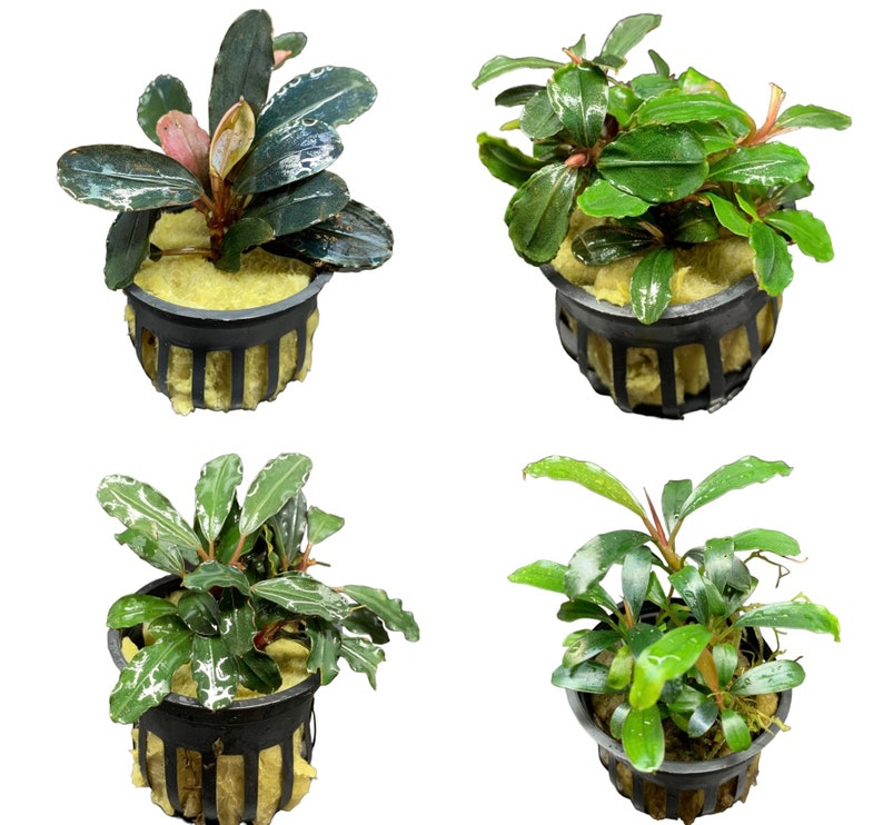 Bucephalandra 4 pack Assorted Pots Buce Live Aquarium Plant AquaScape Hardy Plant image 2