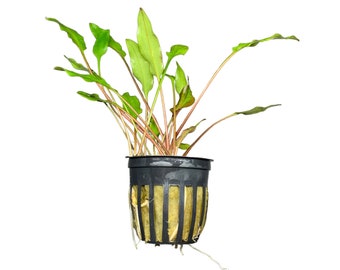 Crypt Lutea Pot (Cryptocoryne sp.) -BUY3GET1FREE- Live Aquarium Plant AquaScape