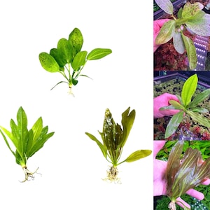 3 Echinodorus Sword Species Pack (Assorted Starter Pack) - Live Aquarium Plants