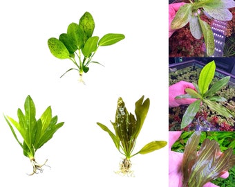 Echinodorus Sword Species Pack - 3 plants | Value Bundle/Pack | Live Aquarium Plant