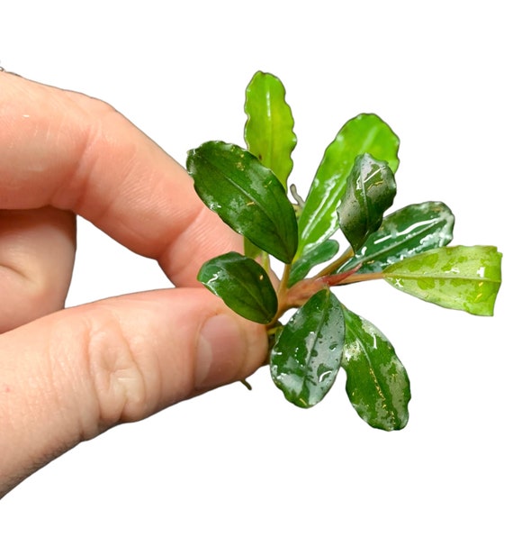 Wild Bucephalandra Stem Assorted - Buce Live Aquarium Plant
