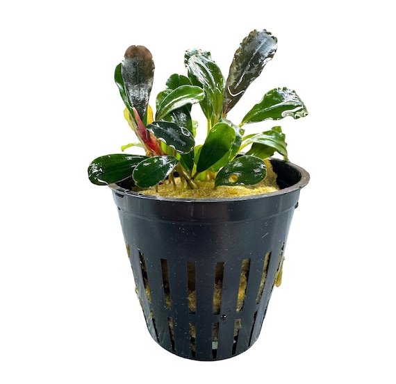 Hellfire Bucephalandra Pot - Buce Live Aquarium Plant Aquascape
