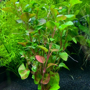 Alternanthera Ficoidea 'Red' BUY3GET1FREE Live Aquarium Plant AquaScape image 2