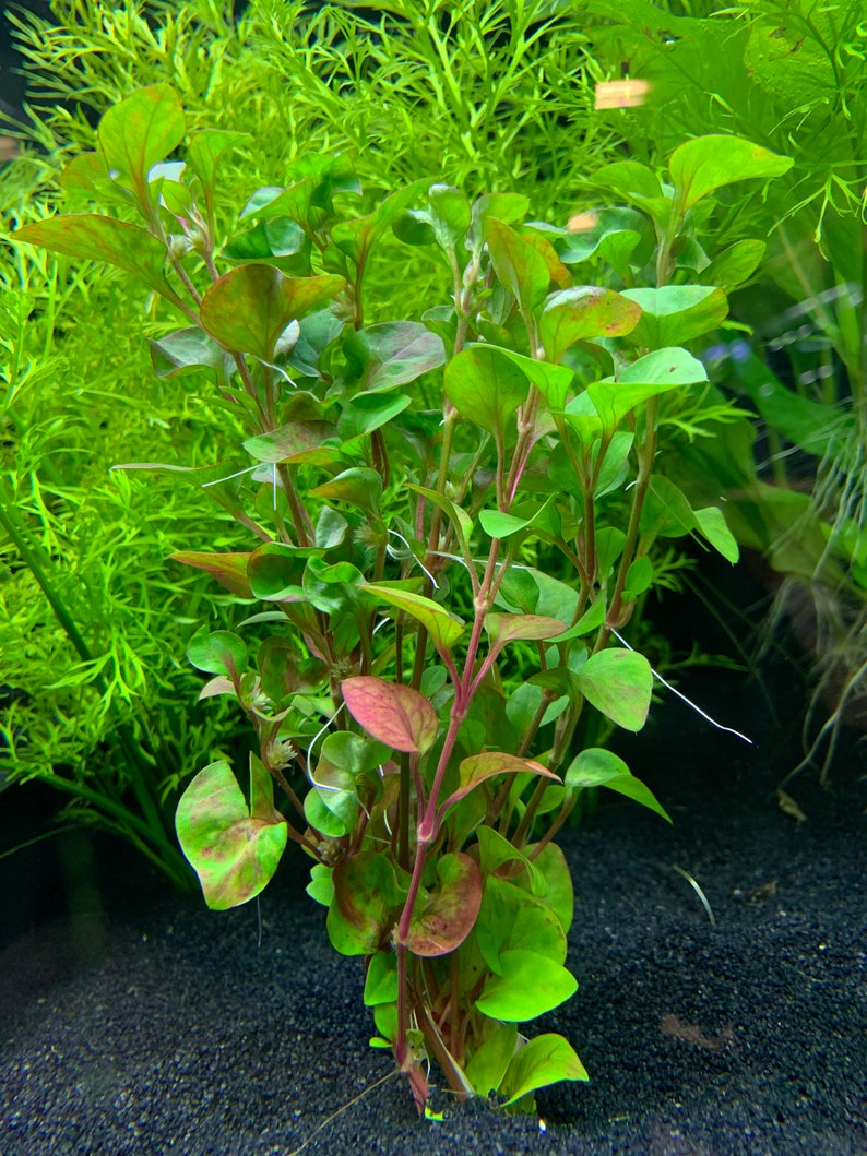 Alternanthera Ficoidea 'Red' BUY3GET1FREE Live Aquarium Plant AquaScape image 2