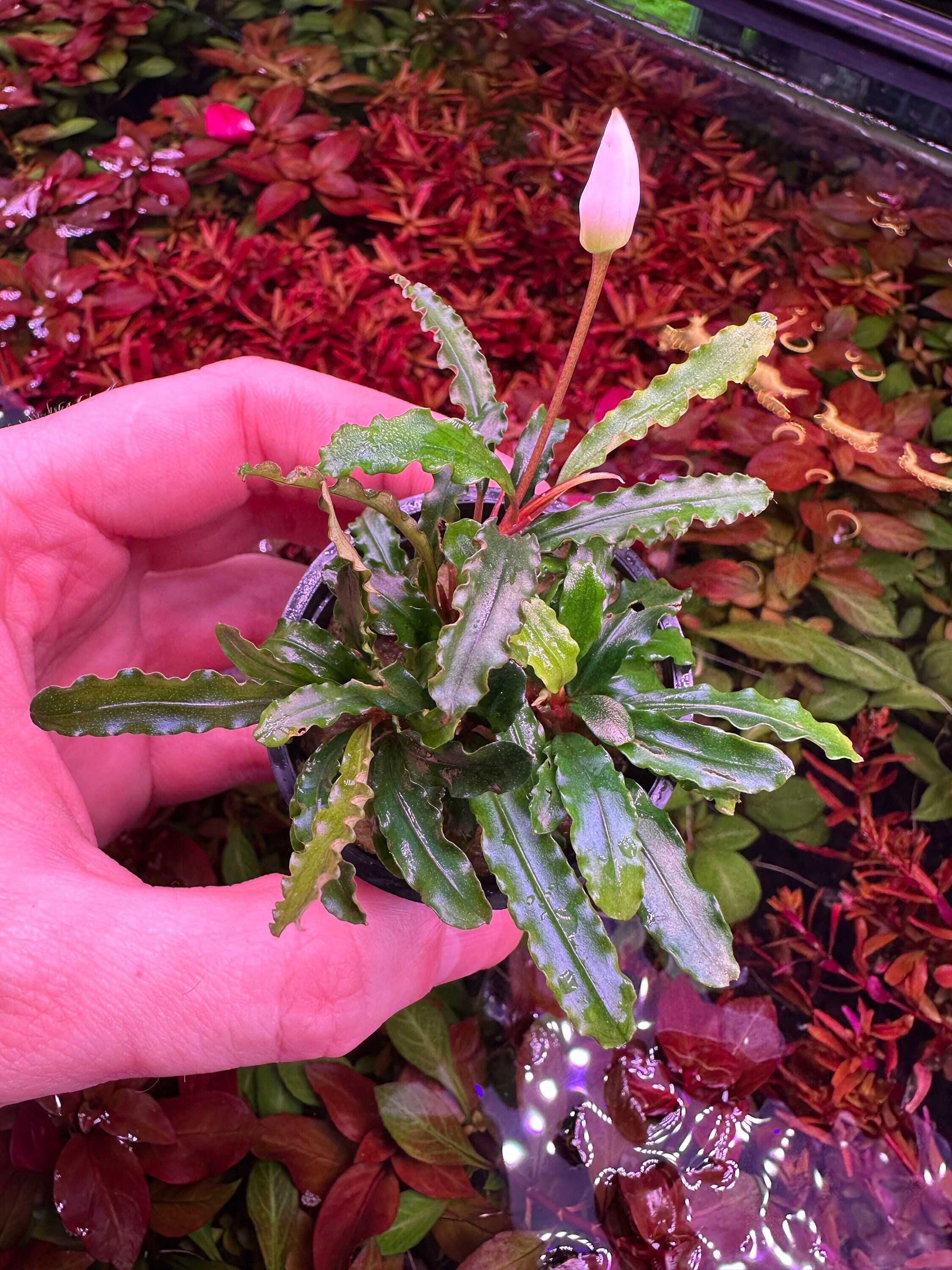 Velvet Bucephalandra Pot - Buce Live Aquarium Plant Aquascape