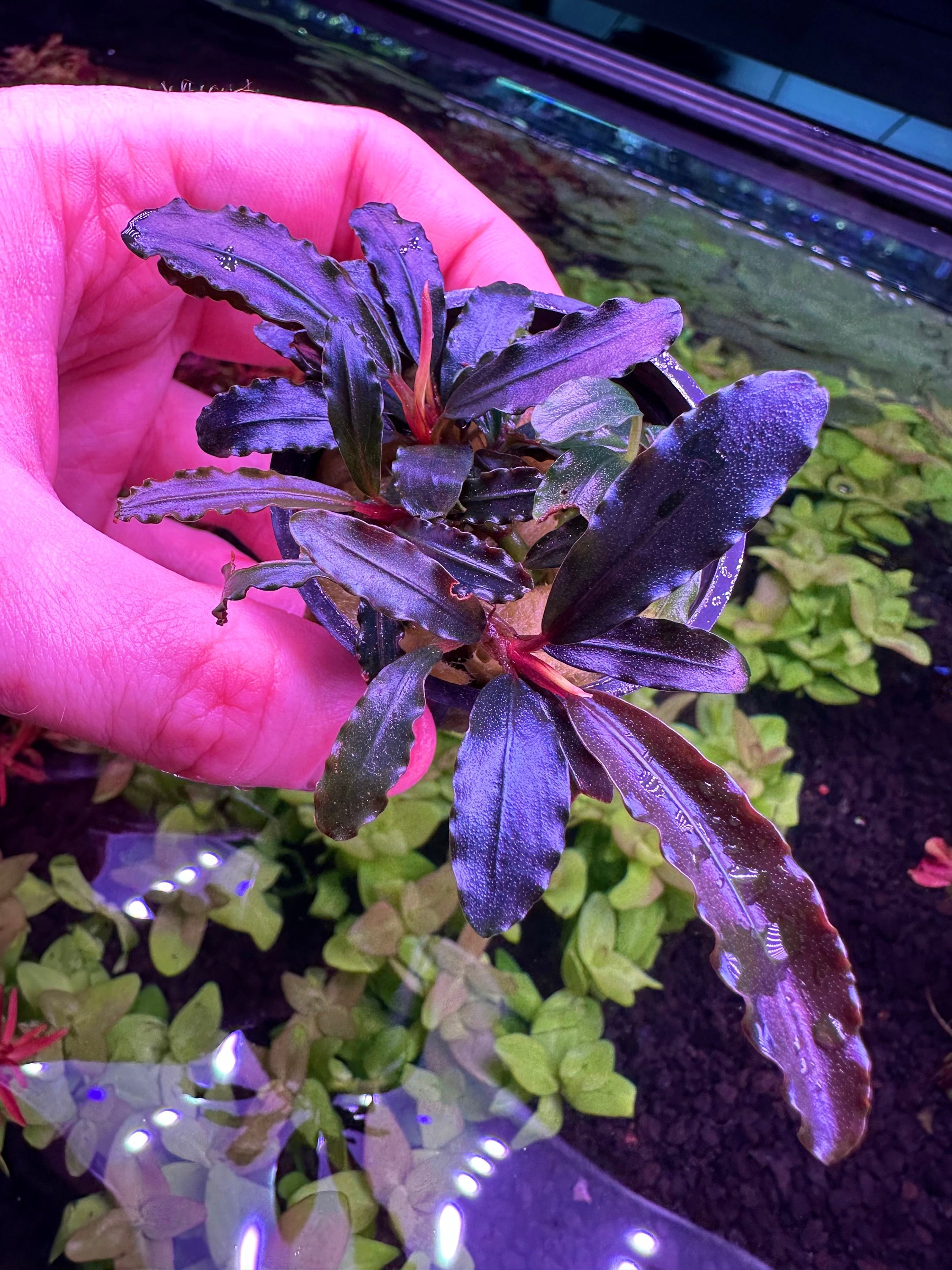 Hellfire Bucephalandra Pot - Buce Live Aquarium Plant Aquascape