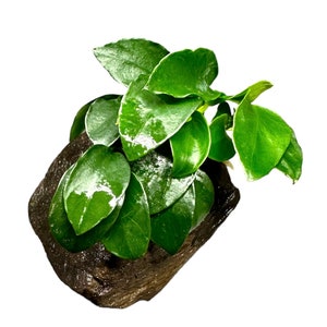 Anubias Nana Petite on Driftwood Live Aquarium Plant AquaScape image 4